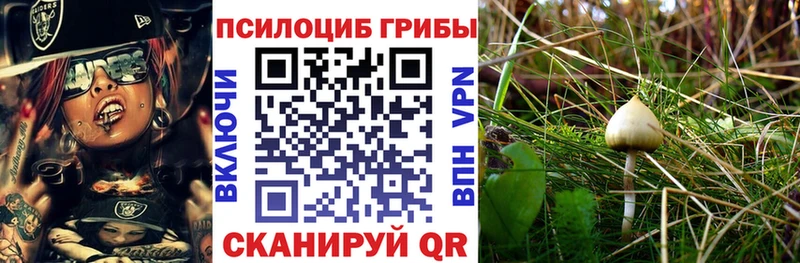 Галлюциногенные грибы MAGIC MUSHROOMS  Купить закладки  Гурьевск 